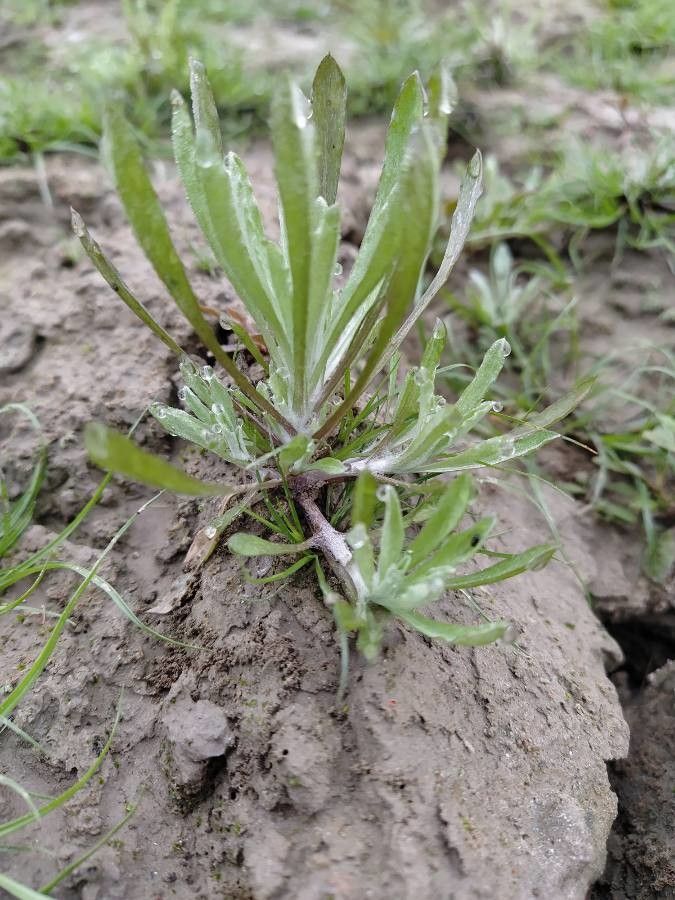 Helichrysum fontanesii habit