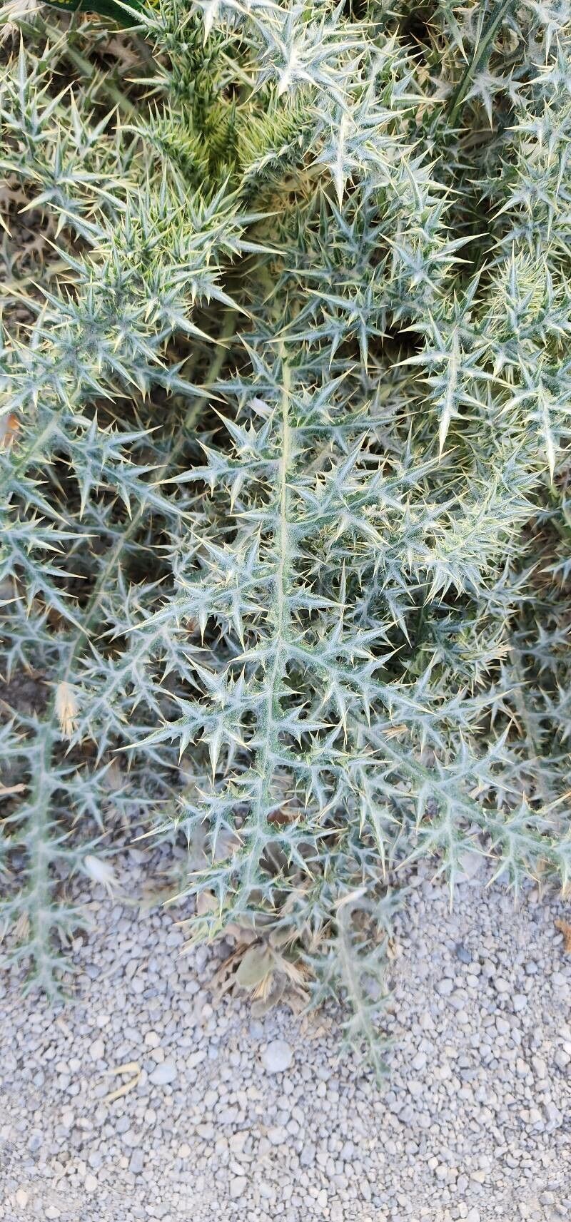 Echinops villosissimus — houseplant care guide