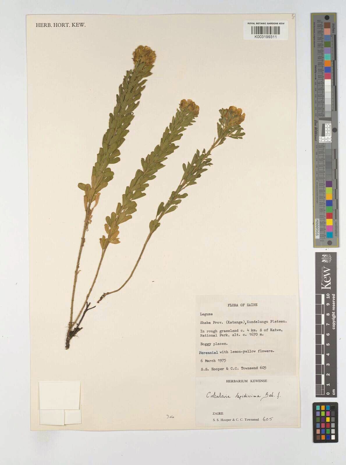 Crotalaria lepidissima — houseplant care guide