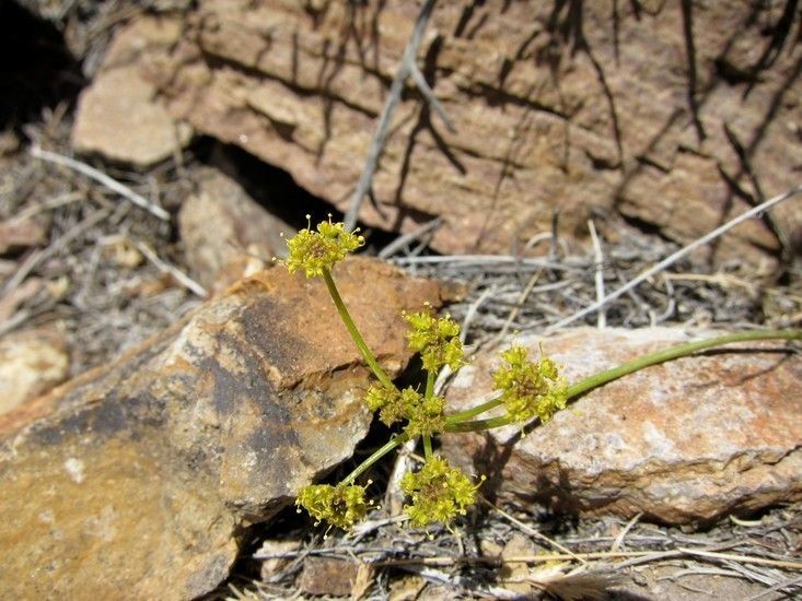 Cymopterus petraeus — houseplant care guide