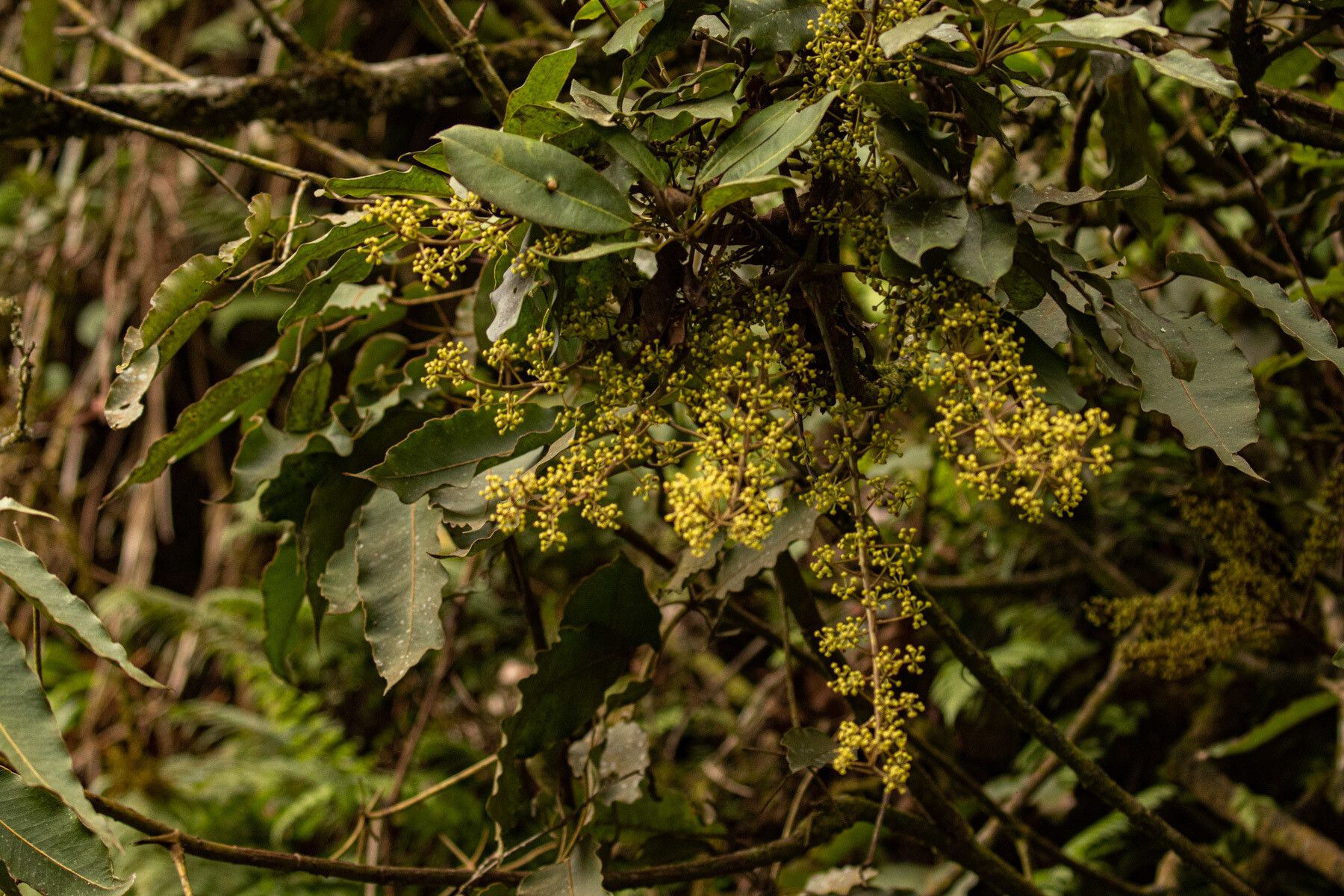 Astropanax goetzenii habit