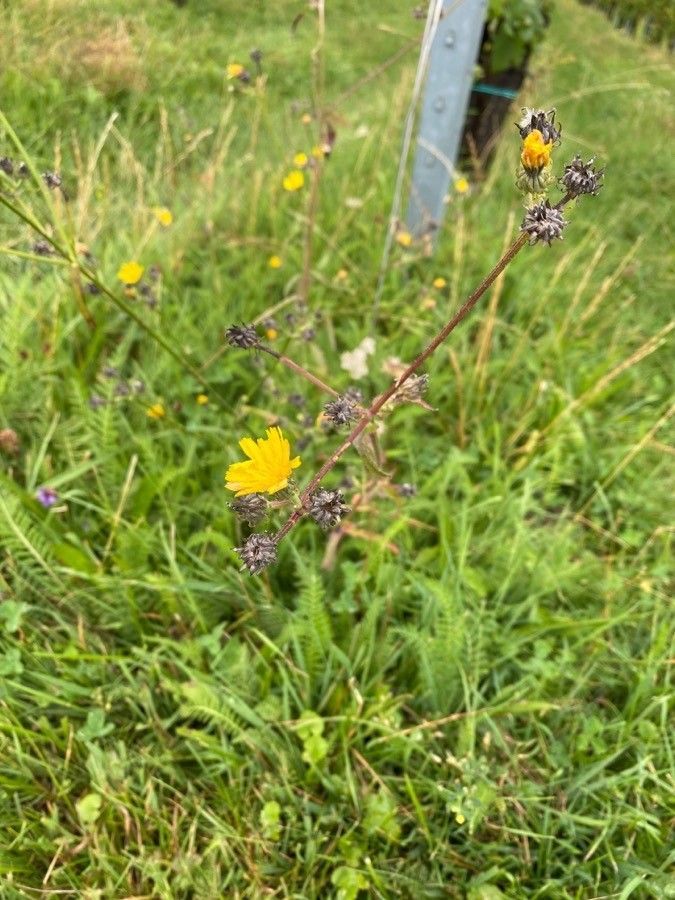 Crepis biennis fruit