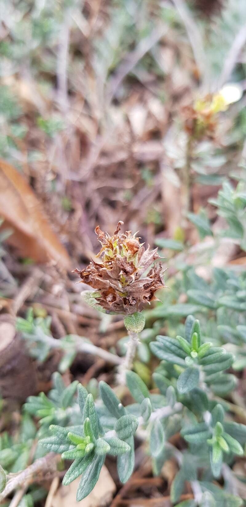 Teucrium montanum fruit