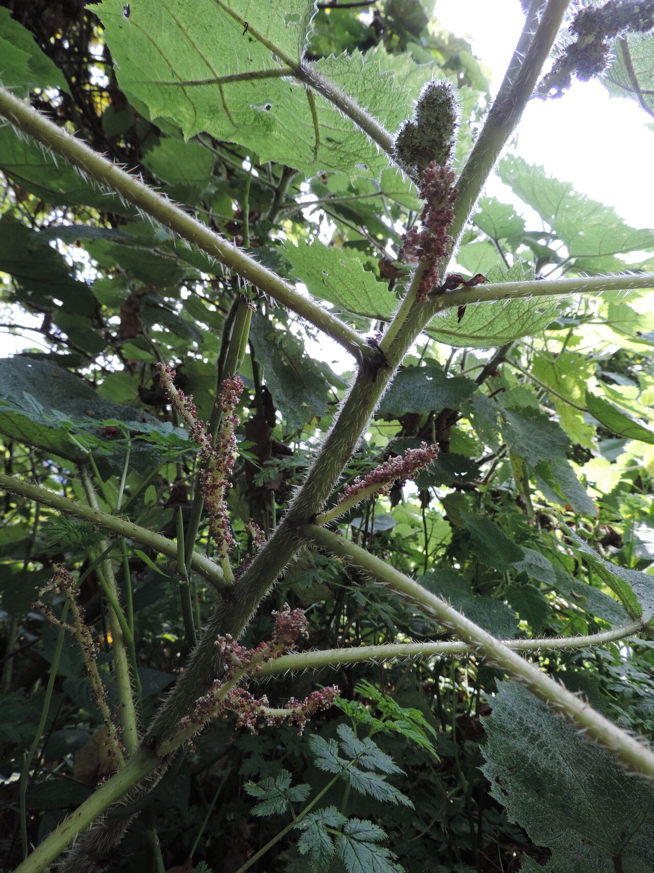 Girardinia bullosa — related species from the same genus