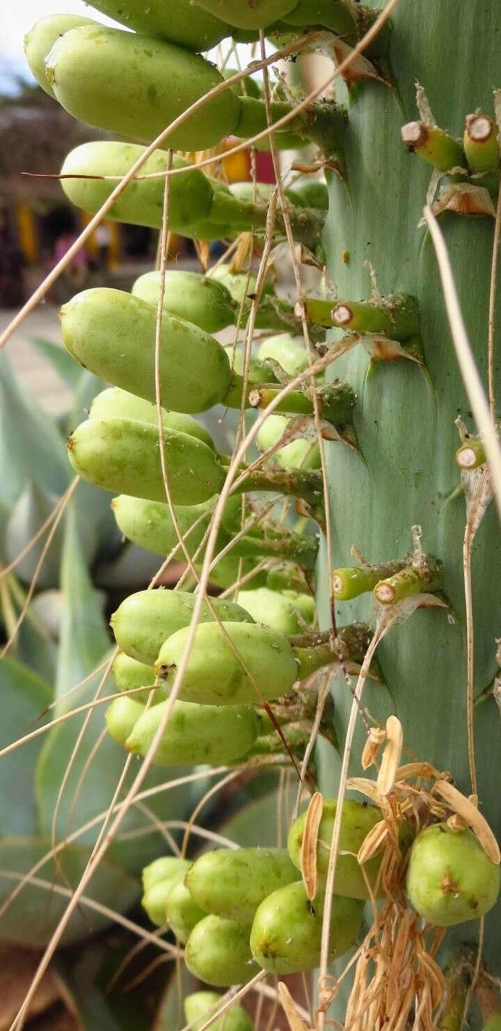 Agave utahensis fruit