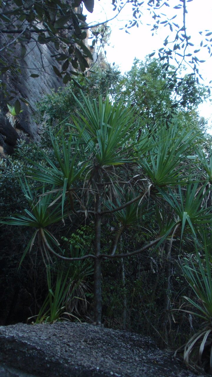 Pandanus spiralis habit