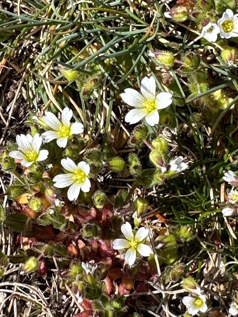 Cerastium ramosissimum flower