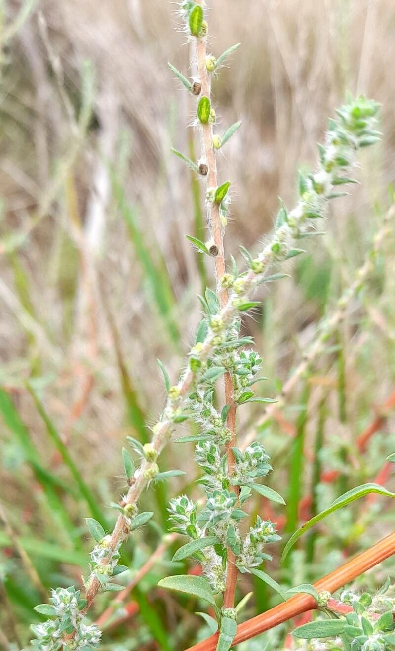 Bassia hyssopifolia flower