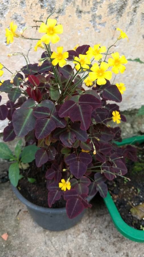 Oxalis hedysarifolia flower