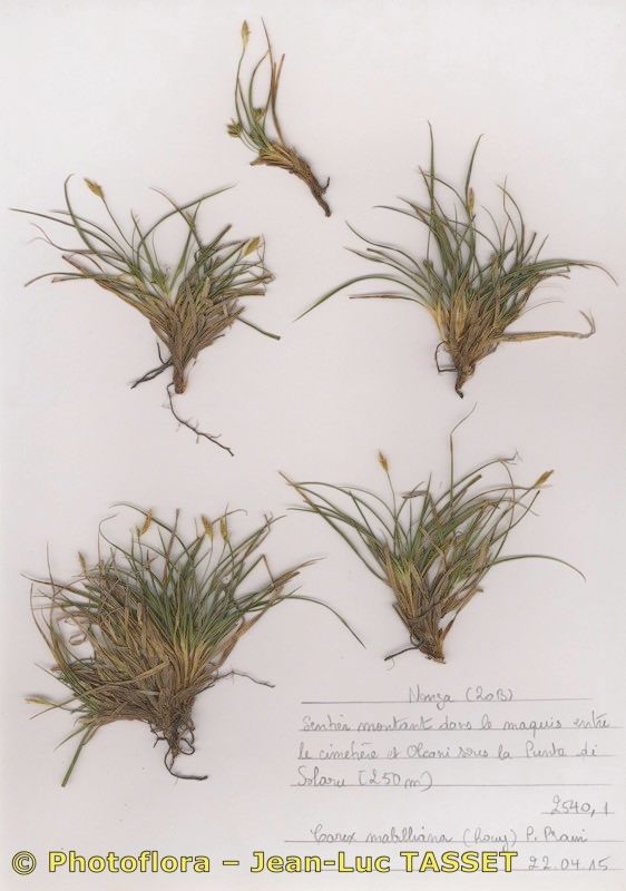 Carex mabilliana habit