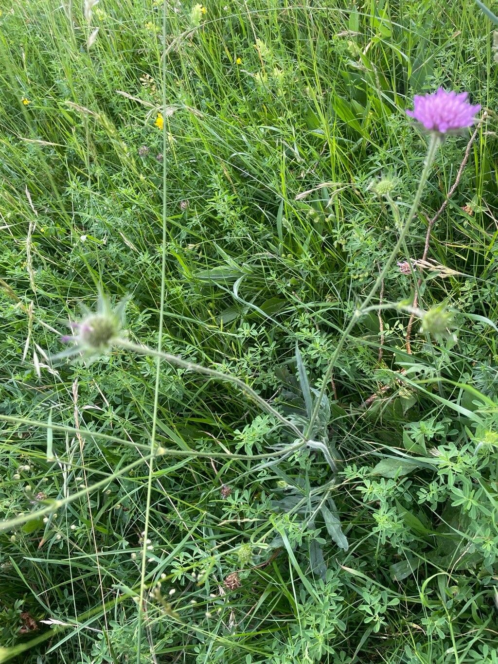 Knautia illyrica — search result for 'Knautia'