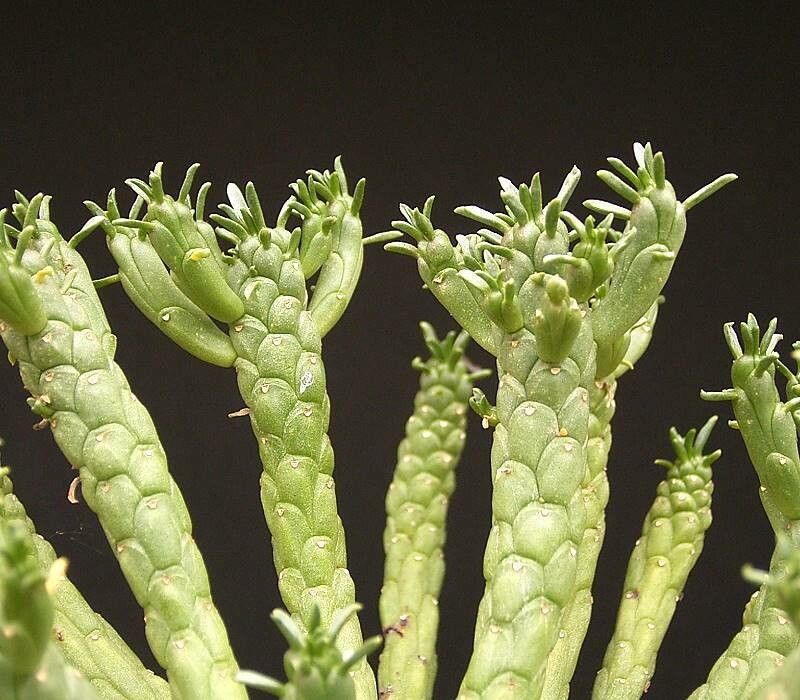 Euphorbia muirii — houseplant care guide