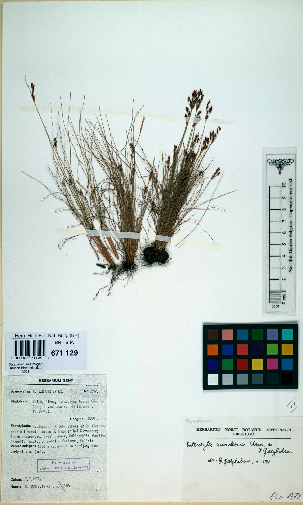 Bulbostylis rumokensis — houseplant care guide