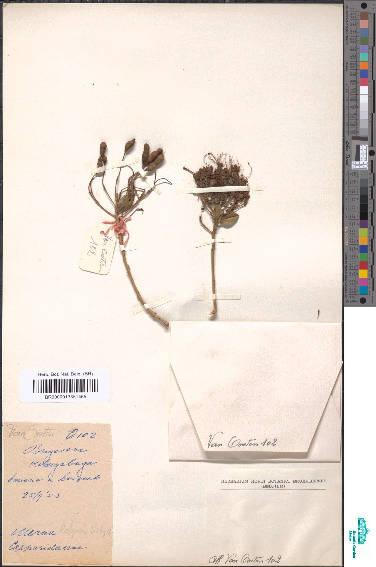 Maerua robynsii — search result for 'Maerua'