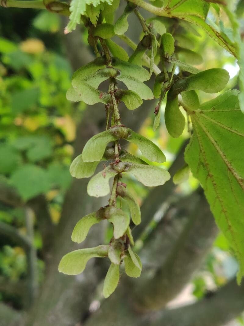 Acer rufinerve fruit