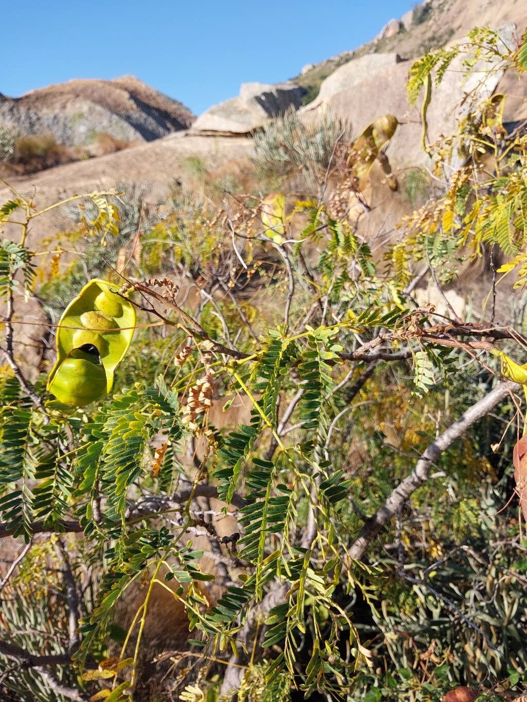 Entada chrysostachys other