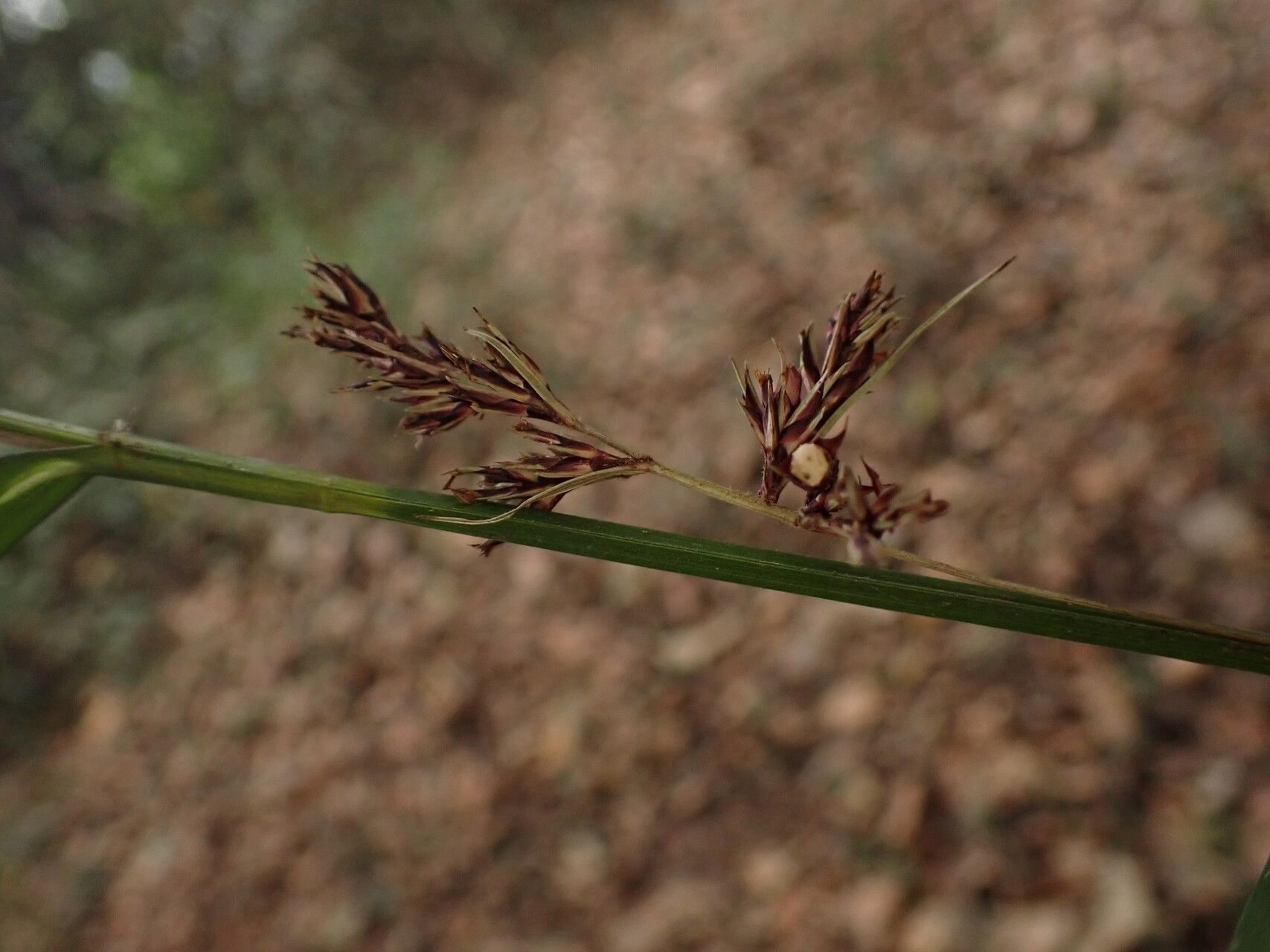 Scleria naumanniana flower