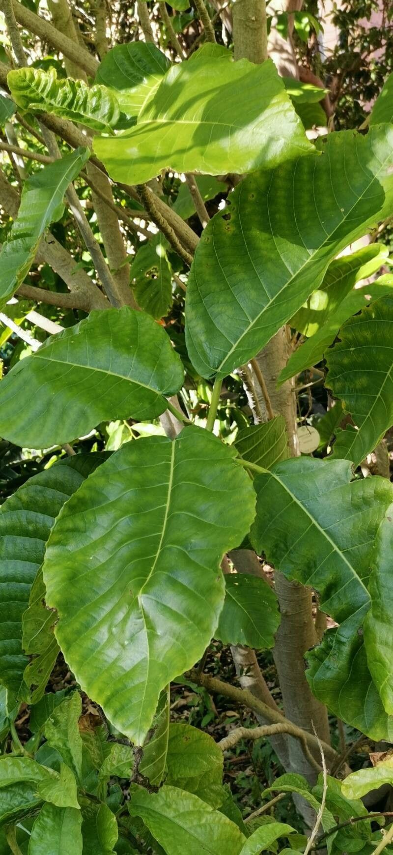 Dendrocnide meyeniana