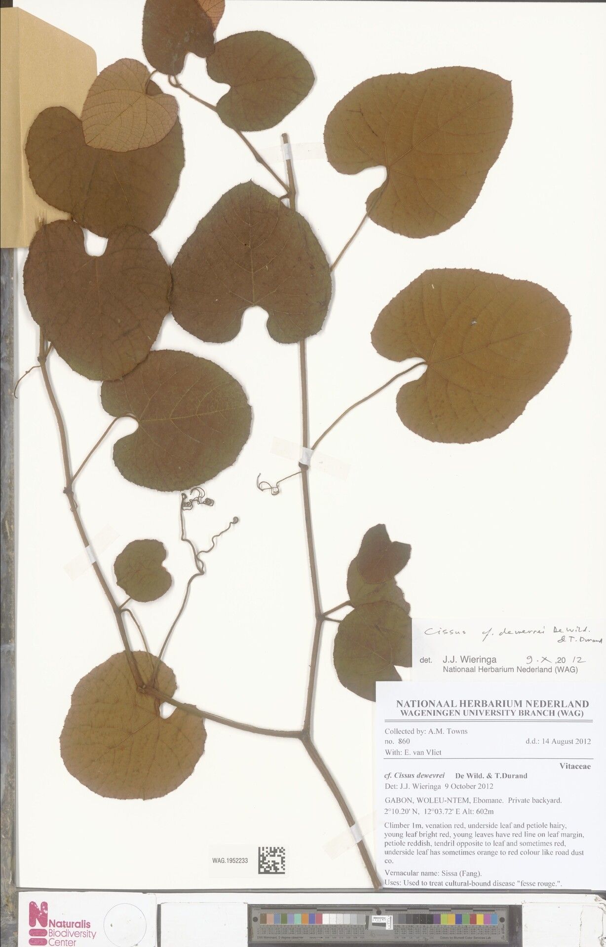 Cissus dewevrei — houseplant care guide