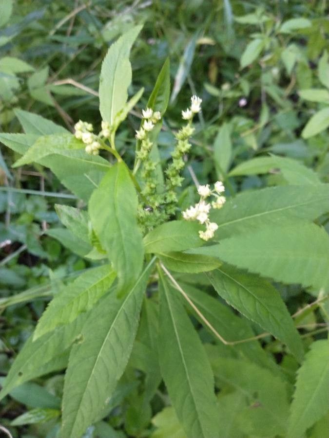 Penthorum sedoides fruit