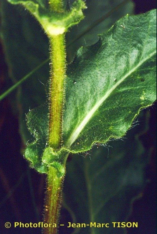 Hieracium legrandianum bark