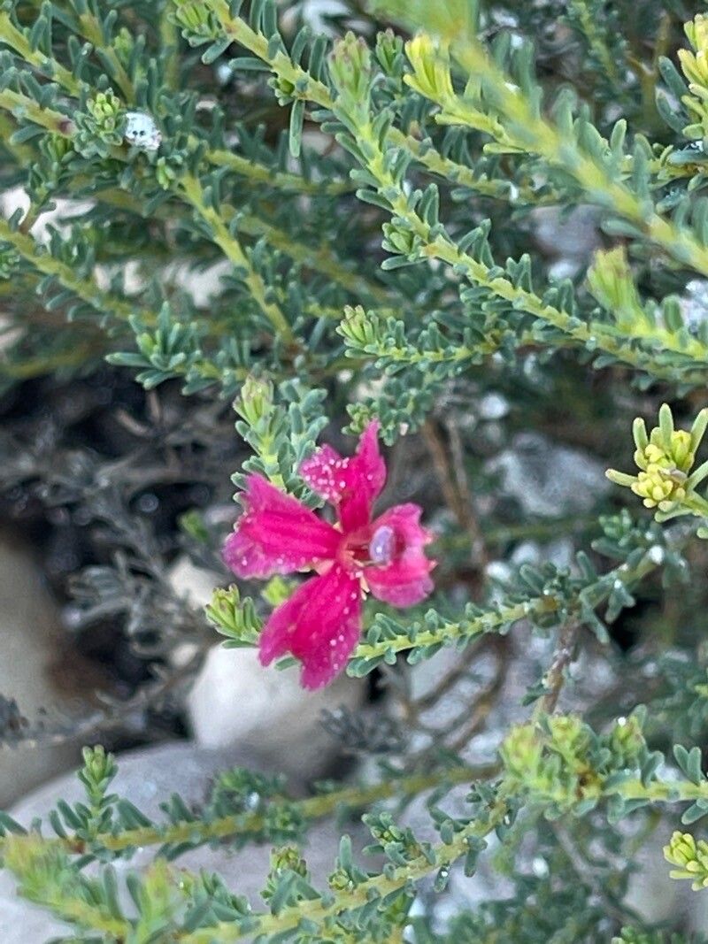 Lechenaultia formosa — related species from the same genus