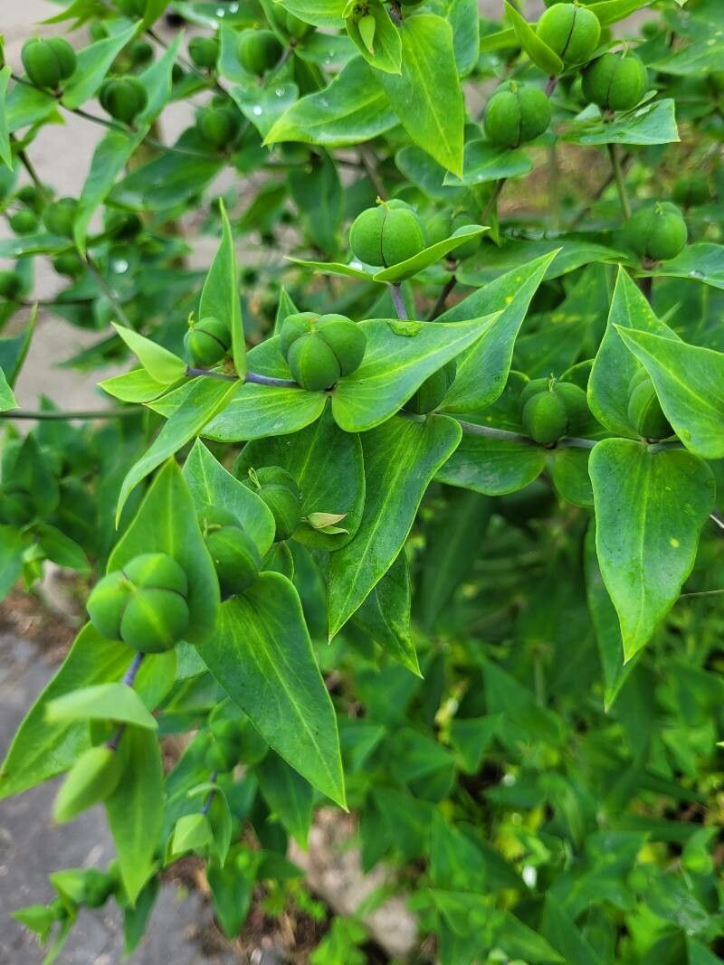 Silphium integrifolium fruit