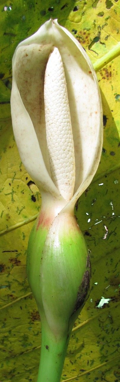 Xanthosoma undipes flower