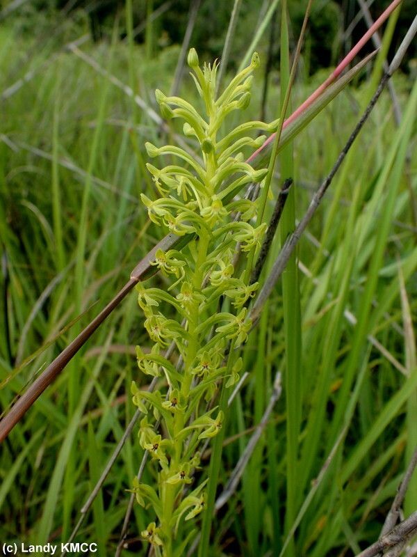 Habenaria hilsenbergii flower