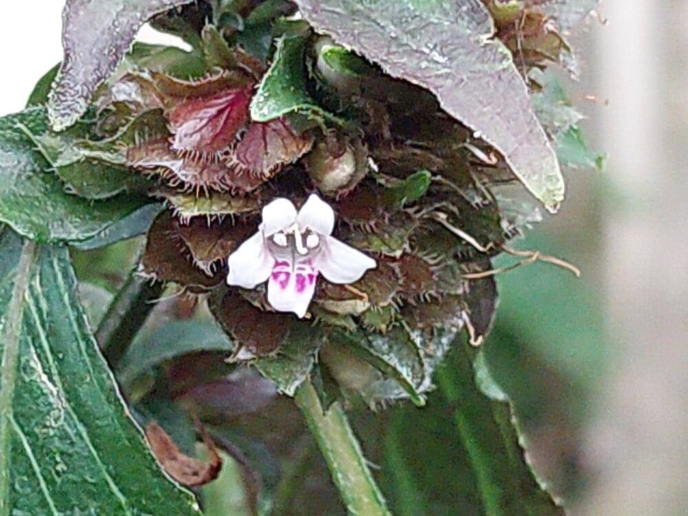 Phaulopsis ciliata flower