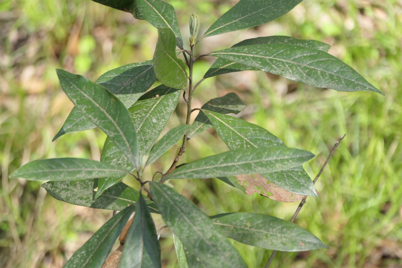 Persea palustris — search result for 'Lauraceae'
