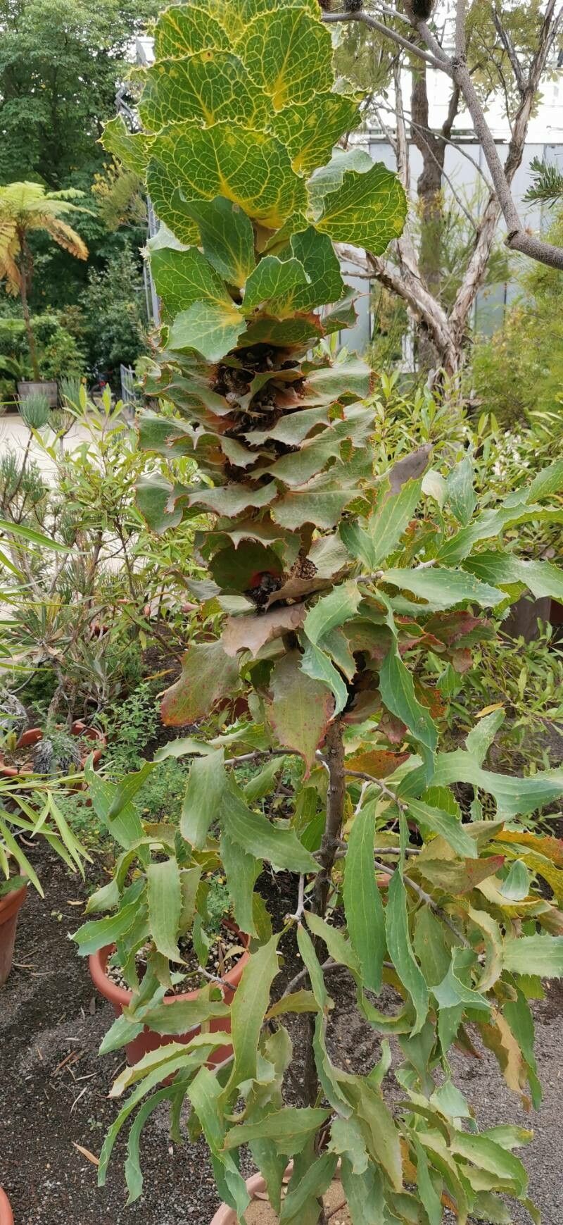 Hakea victoria habit