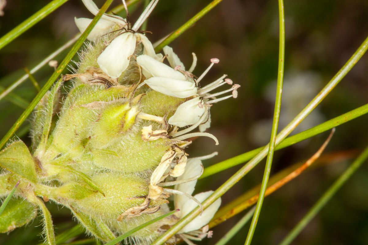 Saponaria lutea flower
