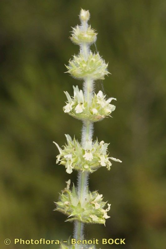 Sideritis littoralis flower