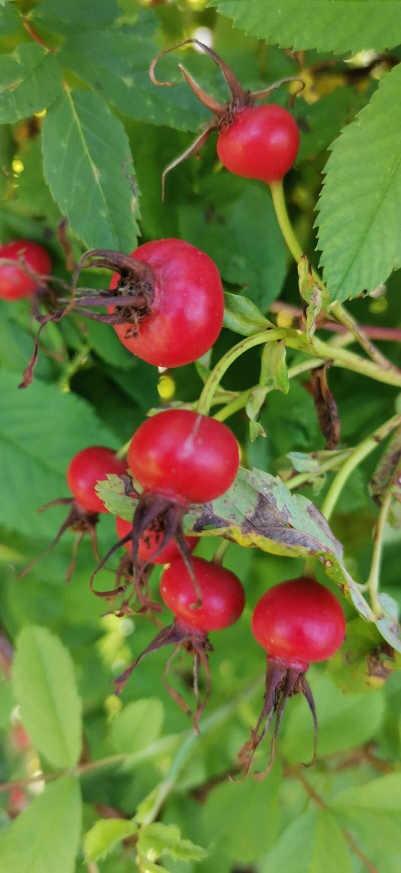 Rosa glutinosa fruit