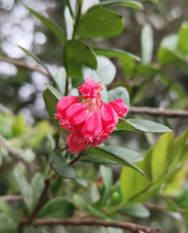Gaylussacia brasiliensis flower