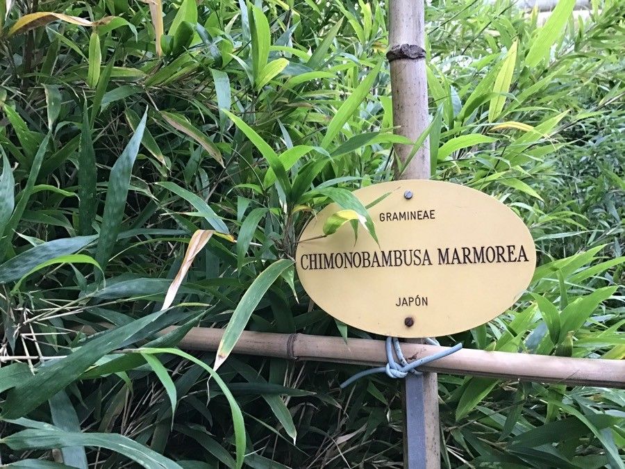 Chimonobambusa marmorea leaf