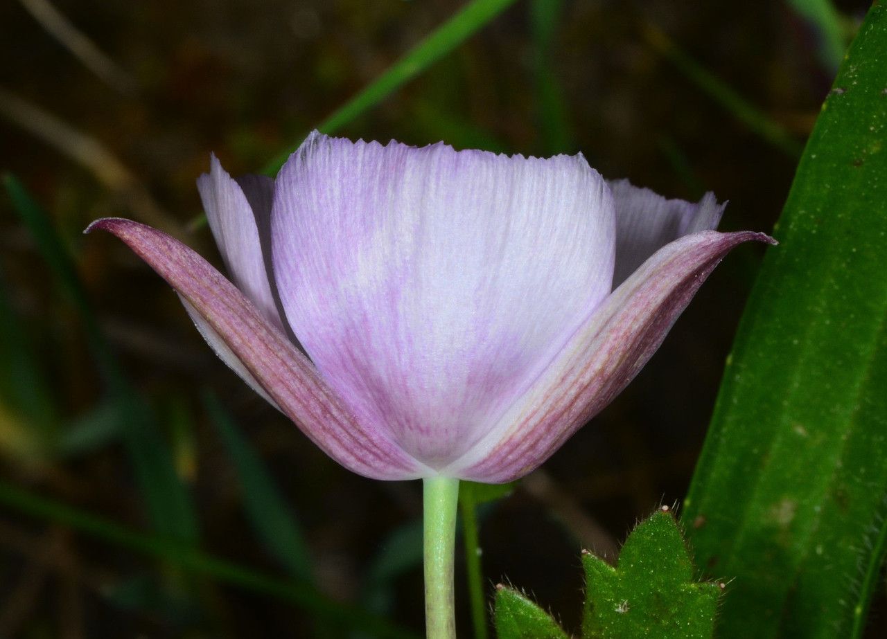Calochortus umbellatus flower