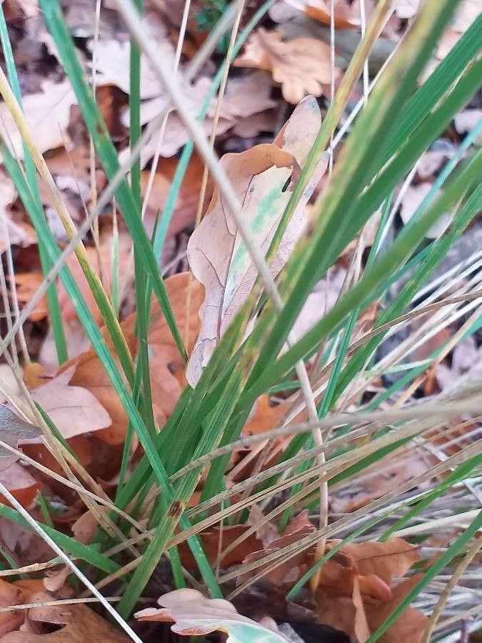 Schedonorus mairei leaf