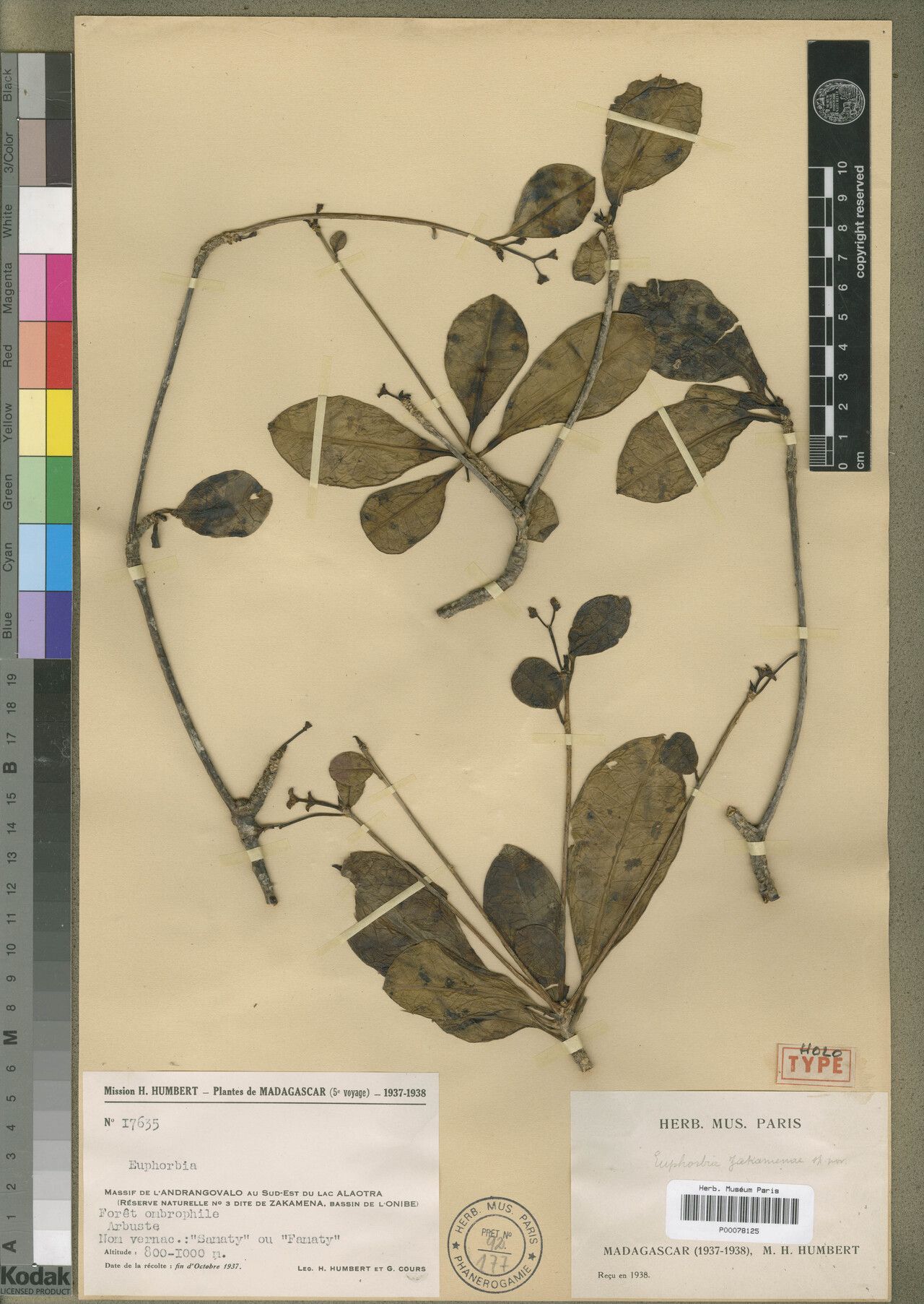 Euphorbia zakamenae — houseplant care guide