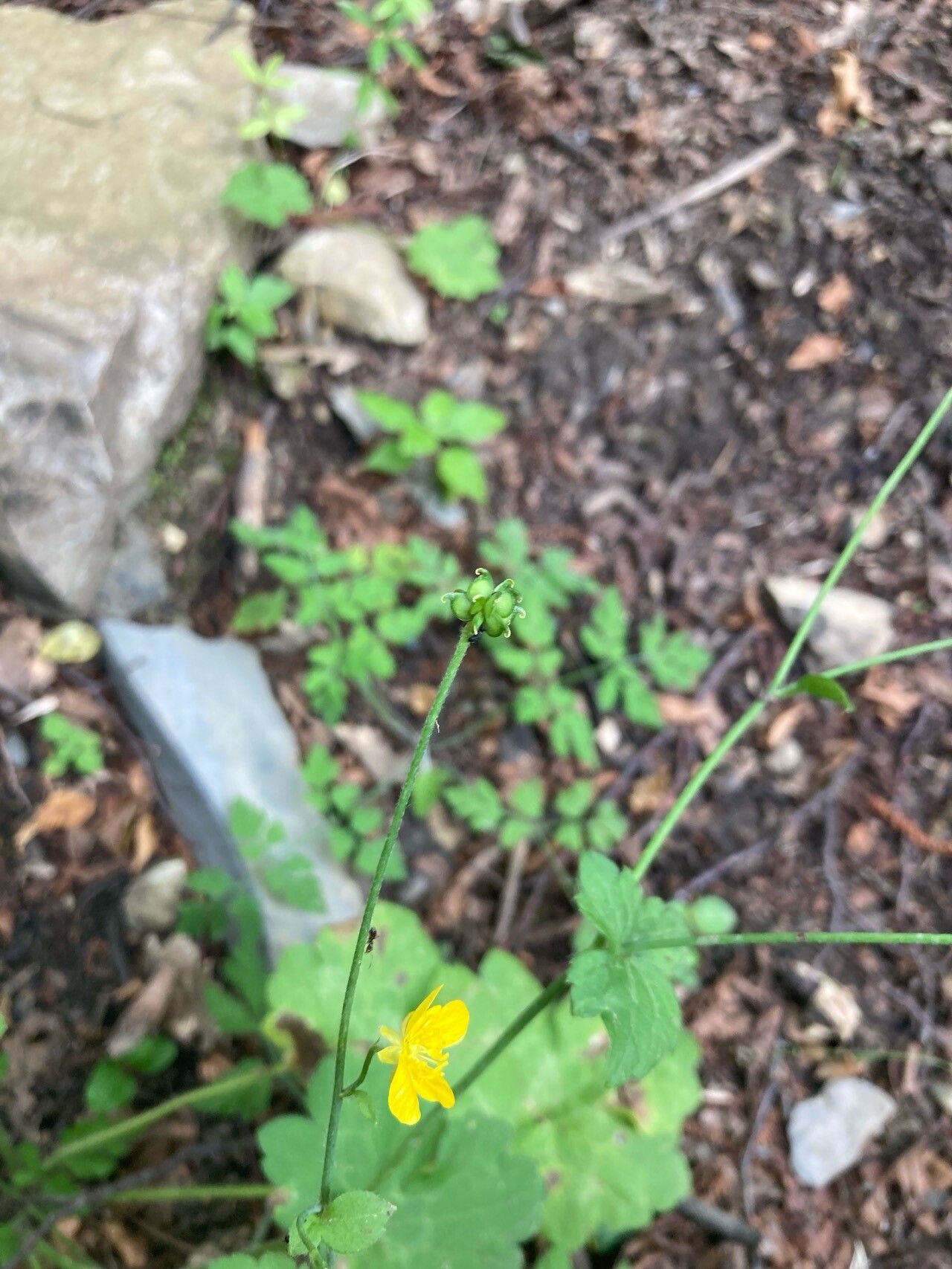 Ranunculus velutinus fruit