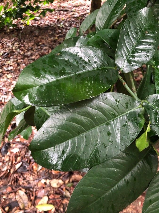 Garcinia prainiana — houseplant care guide