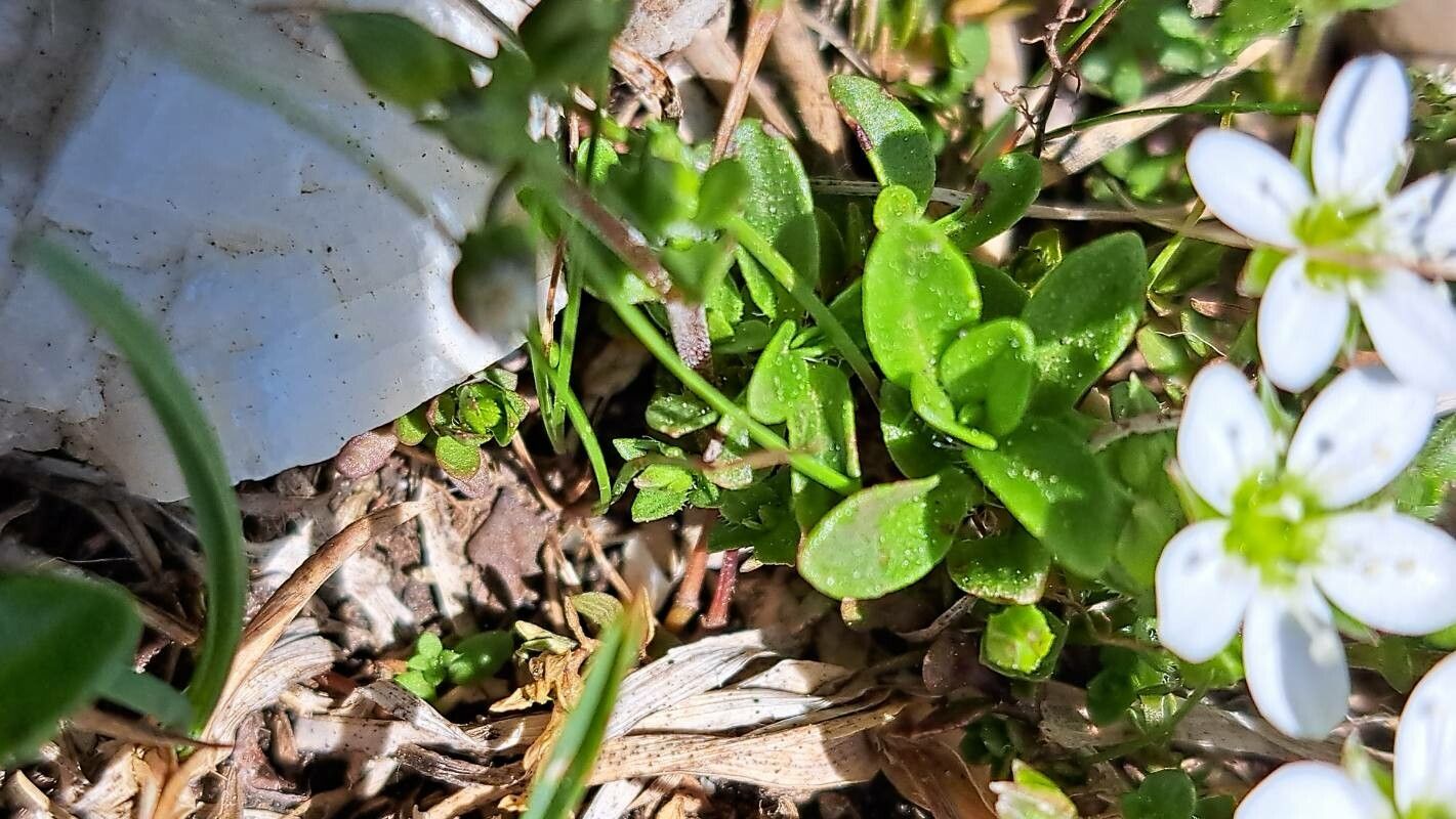 Arenaria gothica — houseplant care guide