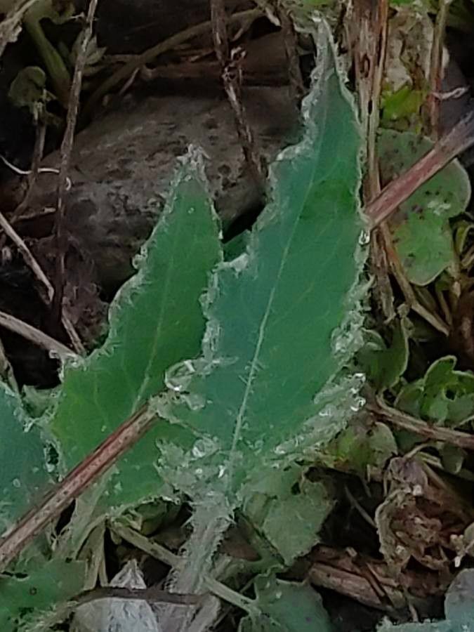 Hieracium pictum — houseplant care guide