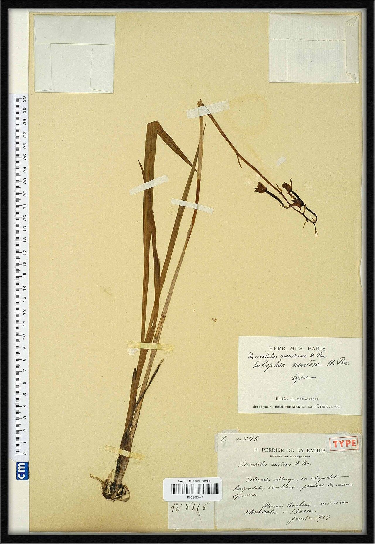 Eulophia nervosa — houseplant care guide