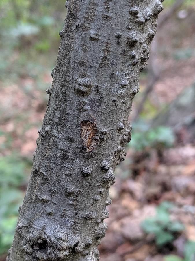 Frangula caroliniana bark