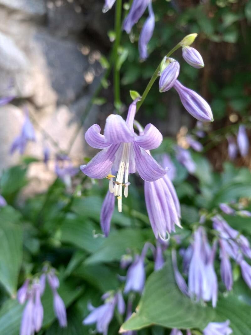 Hosta lancifolia flower
