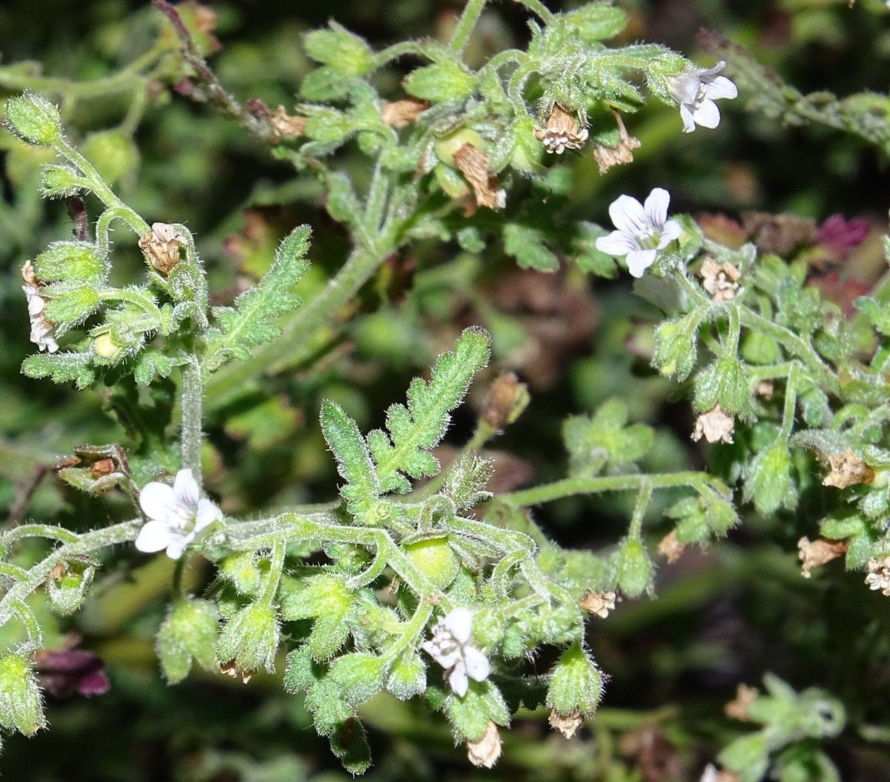 Eucrypta chrysanthemifolia habit