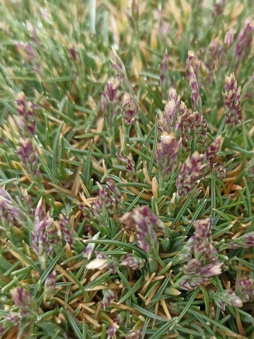Poa humillima — search result for 'Poa'
