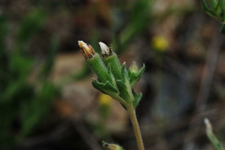 Mentzelia montana flower